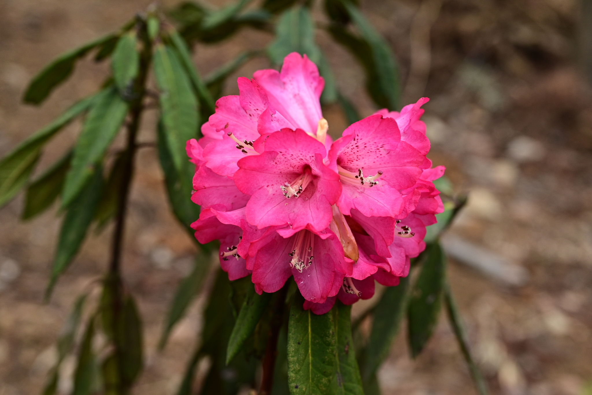 Rhododendron calophytum  iNaturalist