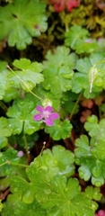 Geranium lucidum