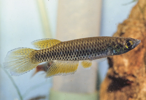 Sangmelima-killivis (Epiplatys sangmelinensis) — Nothobranchiidae