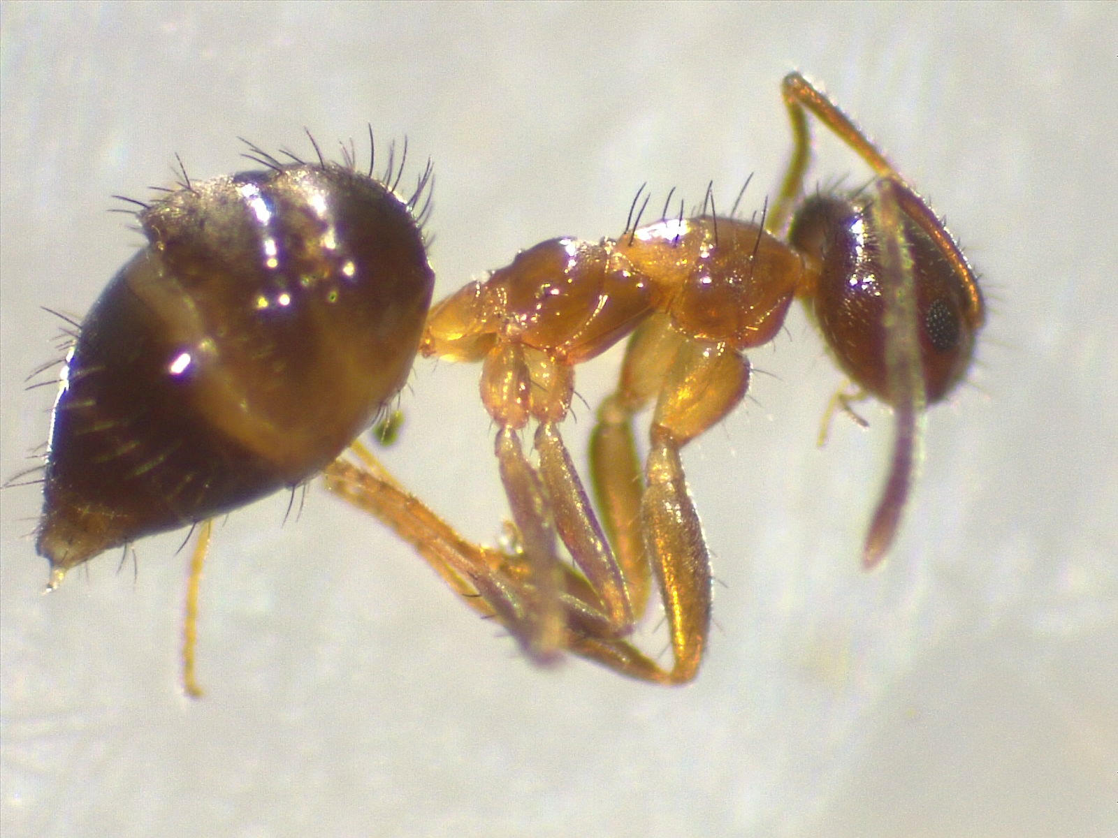 Nylanderia vaga