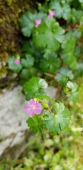 Geranium lucidum