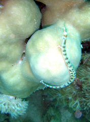 Corythoichthys flavofasciatus