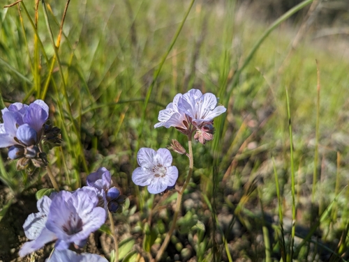 Image of Phacelia divaricata by (c) Alexander Wentworth, some rights reserved (CC BY)