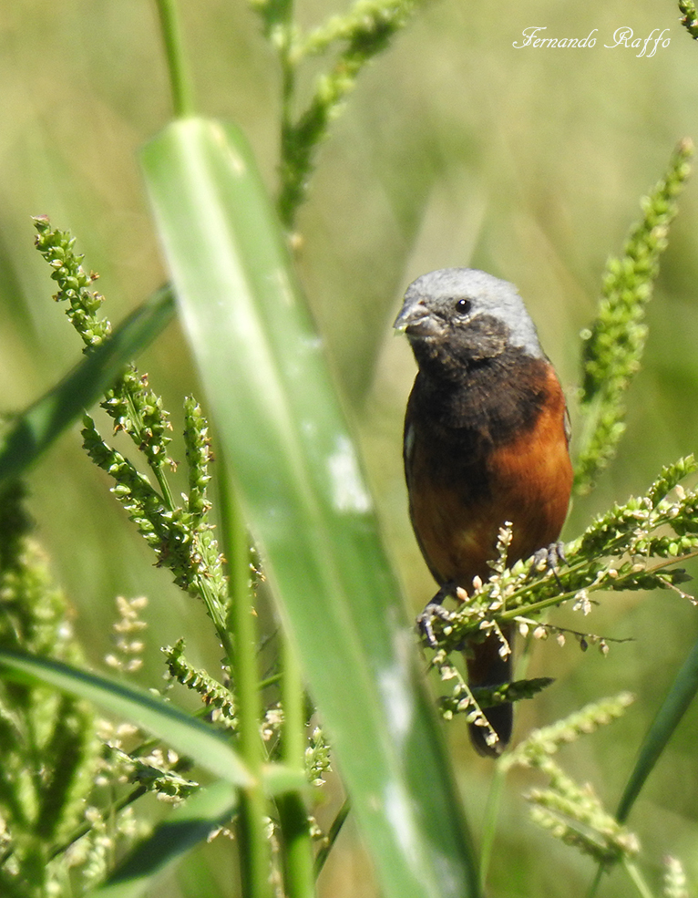Dark-throated Seedeater in March 2018 by FERNANDO CARLOS RAFFO ...