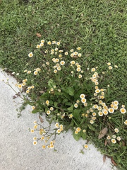 Erigeron vernus