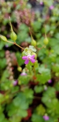 Geranium lucidum