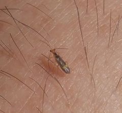 Malthinus occipitalis