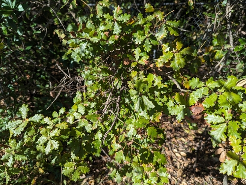leather oak (Quercus durata)