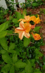 Rhododendron calendulaceum