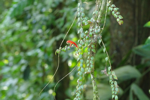 Columnea oerstediana, photograph 4