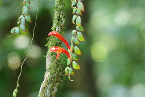 Columnea oerstediana, photograph 3