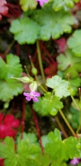 Geranium lucidum
