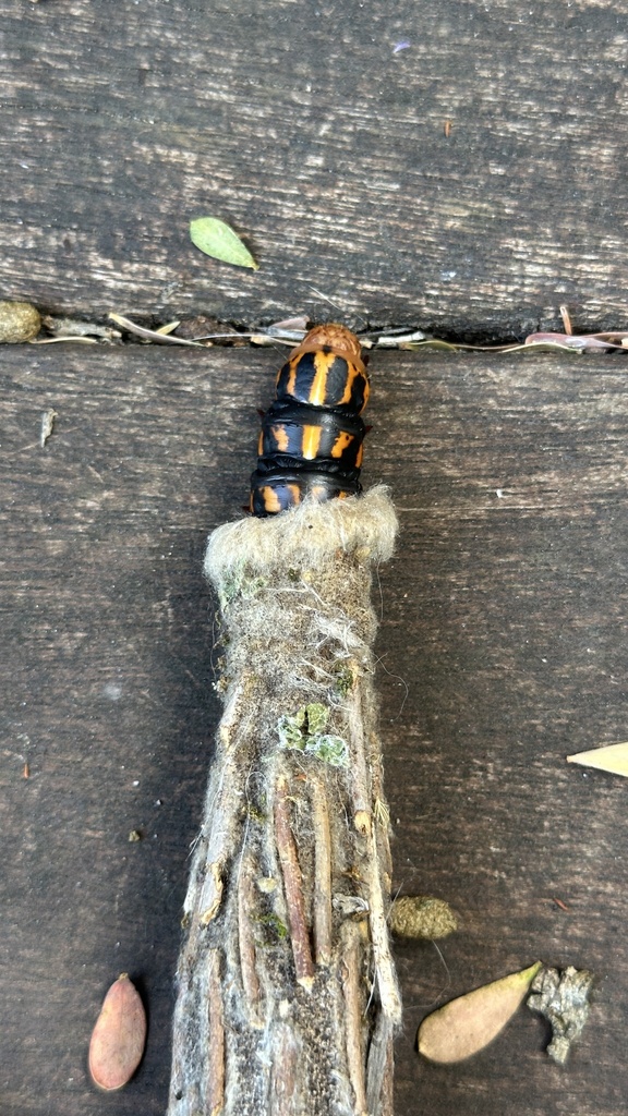 Saunder's Case Moth in March 2024 by Josie Jones · iNaturalist