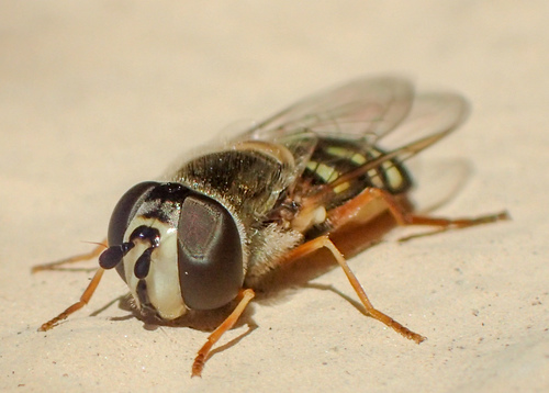 Large-tailed Aphideater