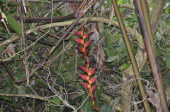 Heliconia pogonantha image