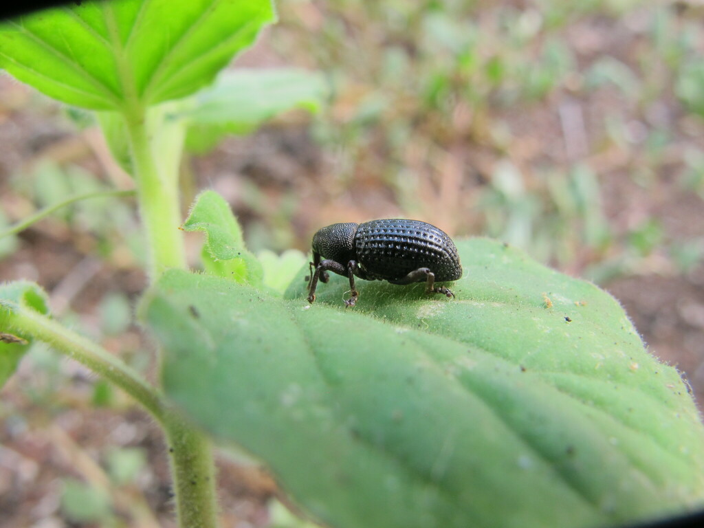 Gerstaeckeria galapagoensis