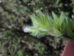Echium parviflorum