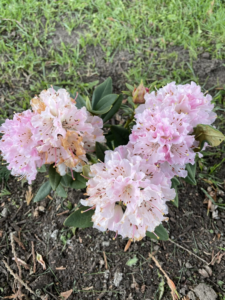 Pacific rhododendron from Cedarwood St, Saanich, BC, CA on March 14 ...