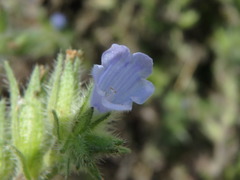 Echium parviflorum