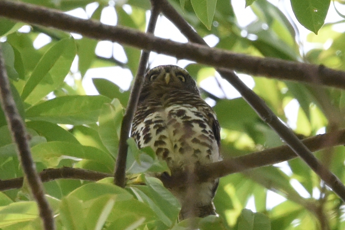 African Barred Owlet