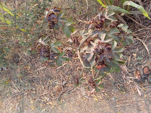 Bellyache Bush