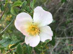 Rosa pouzinii