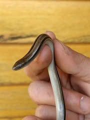 Jointed Worm Lizard photo 5