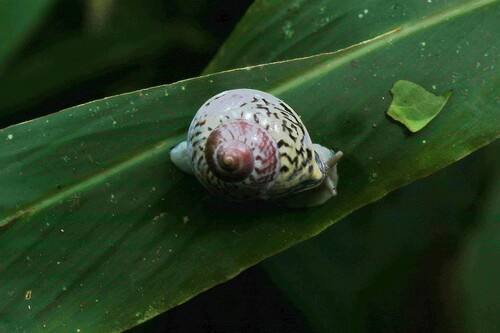 Rhynchotrochus taylorianus, 2023-09-14