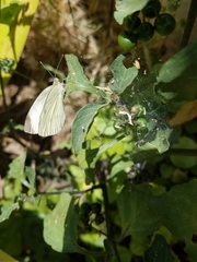 Pieris rapae rapae