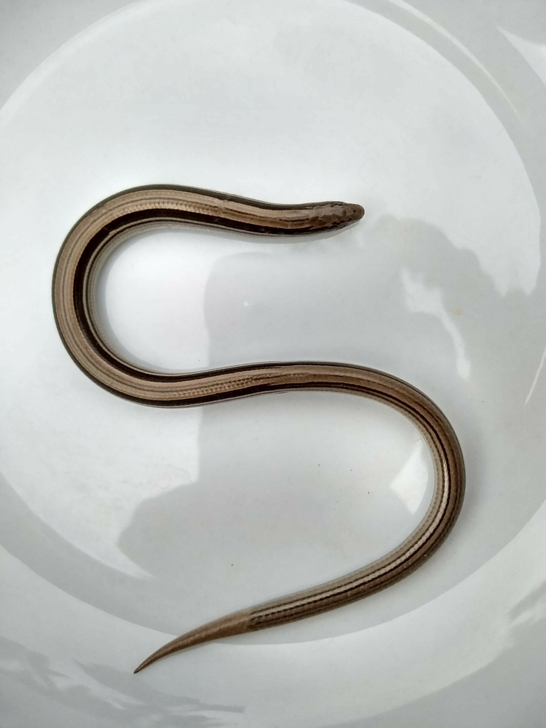 Jointed Worm Lizard