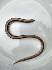 Jointed Worm Lizard photo 4