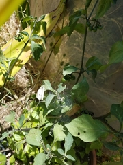 Pieris rapae rapae