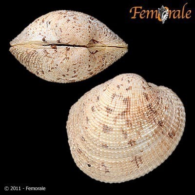 Reticulated Venus