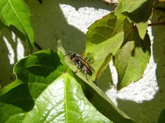Polistes cinerascens