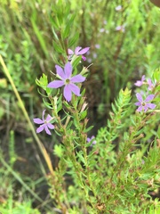 Lythrum alatum lanceolatum