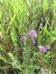 Lythrum alatum lanceolatum