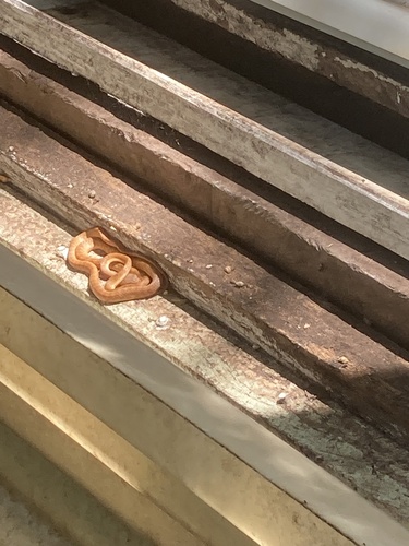 Brown Tree Snake sighting