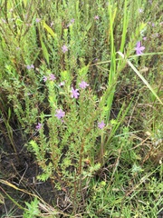 Lythrum alatum lanceolatum