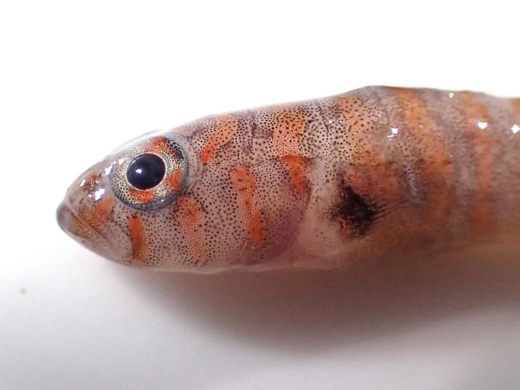 Photo of Rusty goby (Priolepis hipoliti)