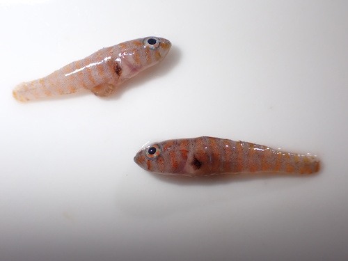 Photo of Rusty goby (Priolepis hipoliti)