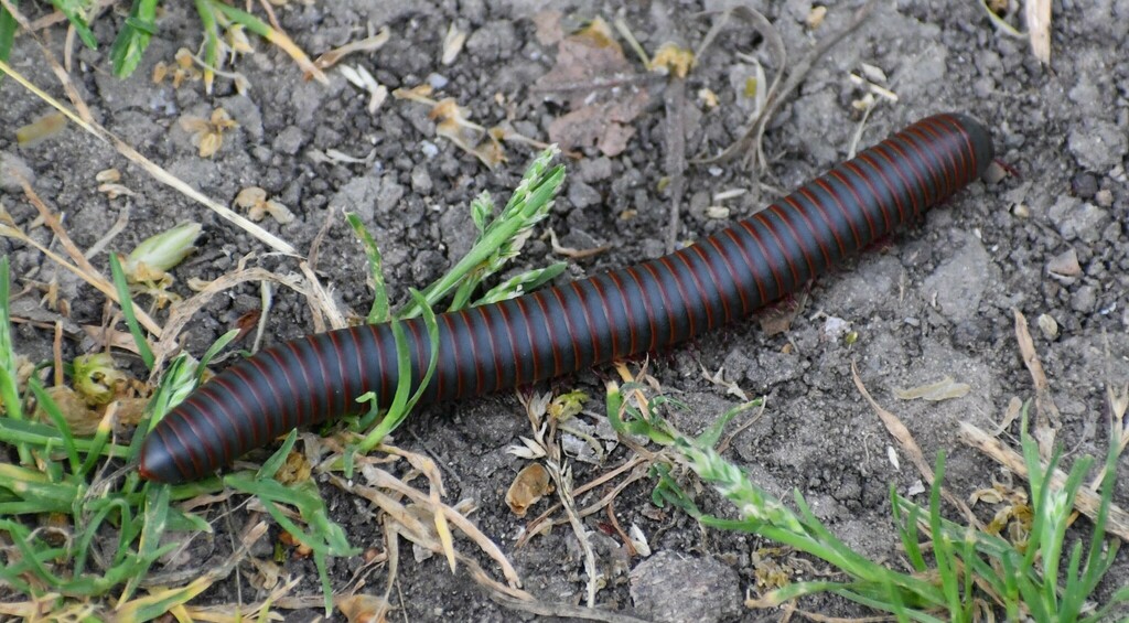 American Giant Millipede Complex from Goliad County, TX, USA on March ...