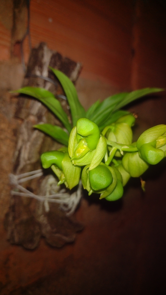 Catasetum purum