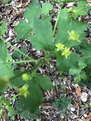 Ranunculus recurvatus