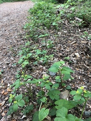 Ranunculus recurvatus