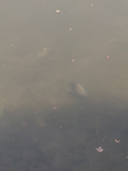 Herichthys carpintis