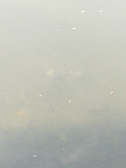 Herichthys carpintis