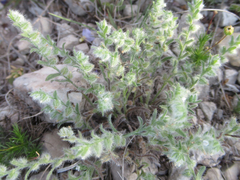 Cryptantha mexicana