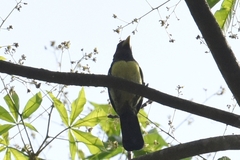Western Yellow-Billed Barbet photo 3