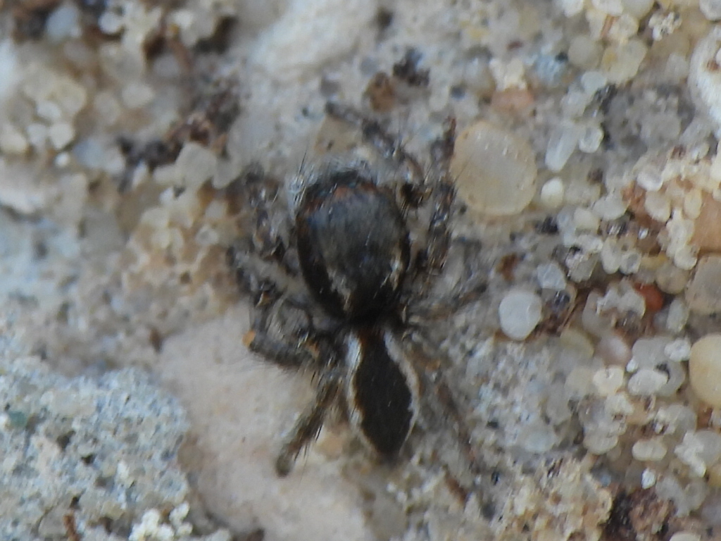 Mogrus cognatus