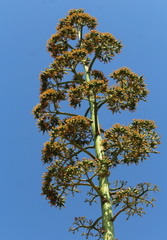 Agave marmorata